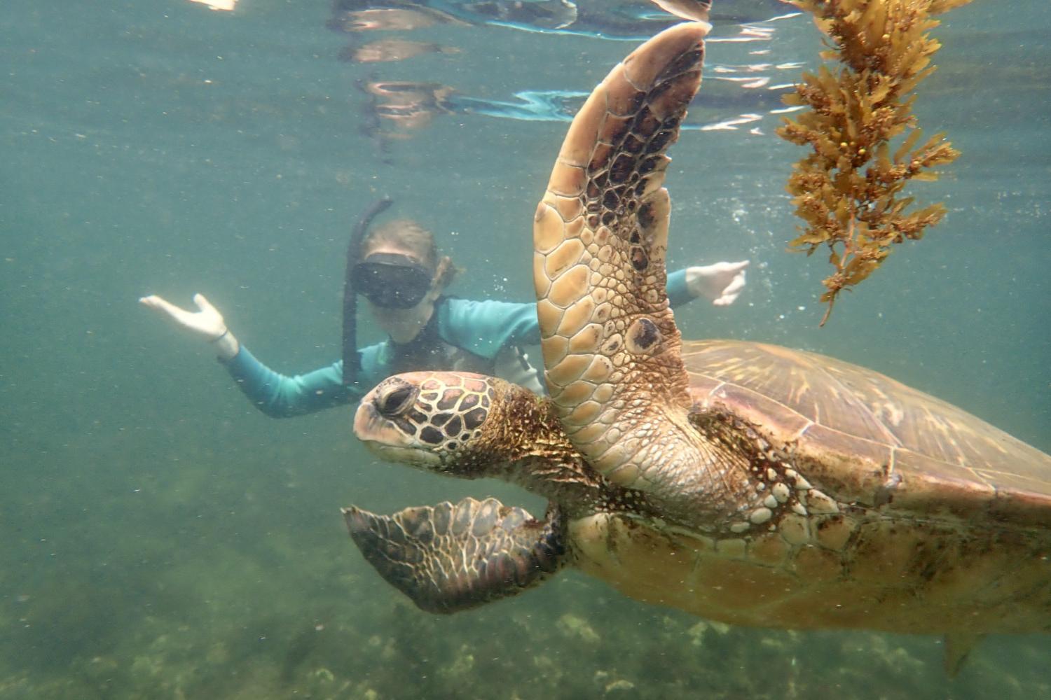 一名<a href='http://jv9x.m-y-c.net'>博彩网址大全</a>学生在Galápagos群岛游学途中与一只巨龟游泳.
